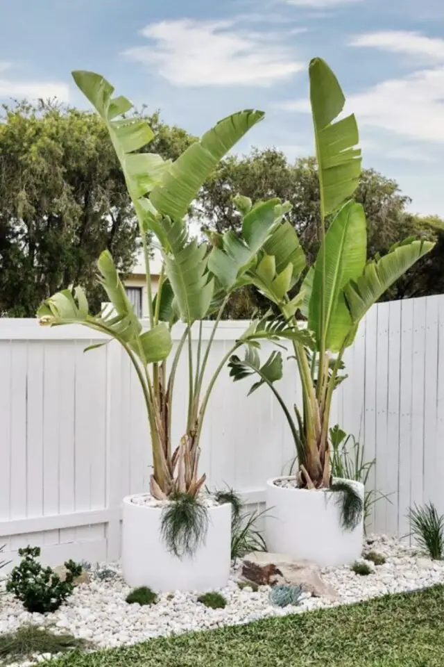 jardin avec galet blanc photo maison de ville allée grand pot de fleur avec bananier massif pelouse clôture blanche 