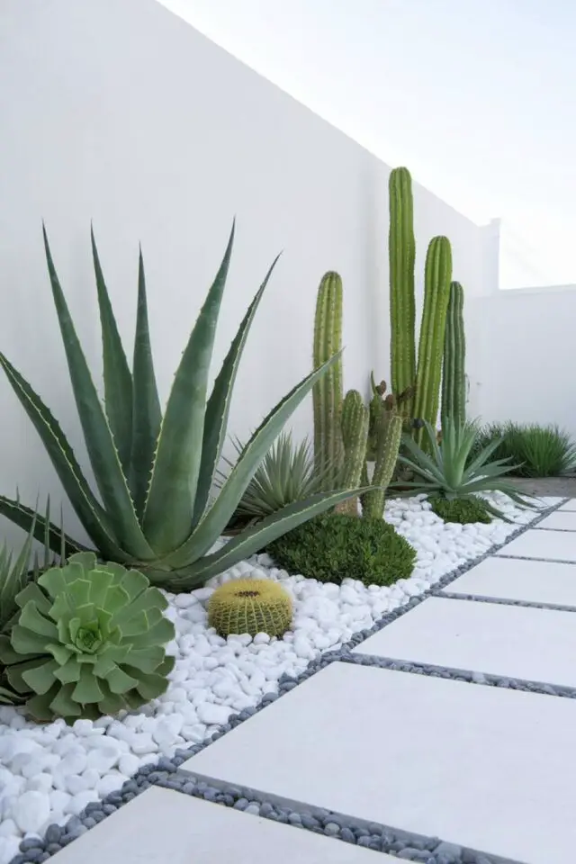 jardin avec galet blanc plantes vertes cactus Aloe Vera plantes grasse allées cailloux gris moderne minimaliste   