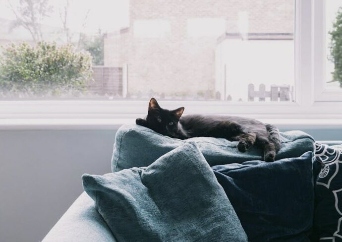 nettoyage canapé fauteuil poil d'animaux solutions efficaces entretien de la maison