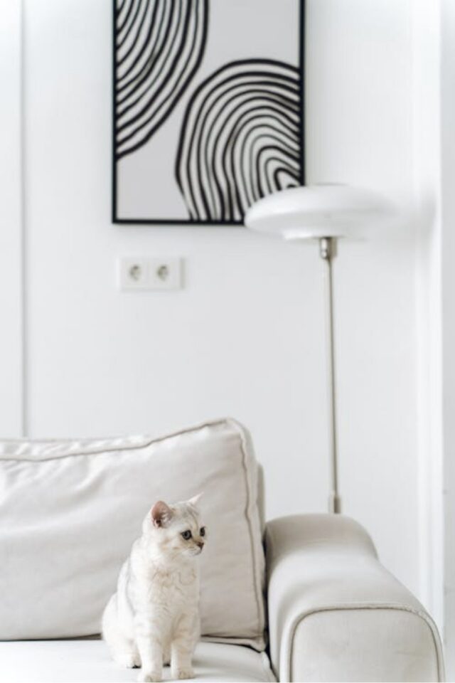 poil de chats nettoyage canapé solutions tissus brosses pas cher et efficace récup poil 