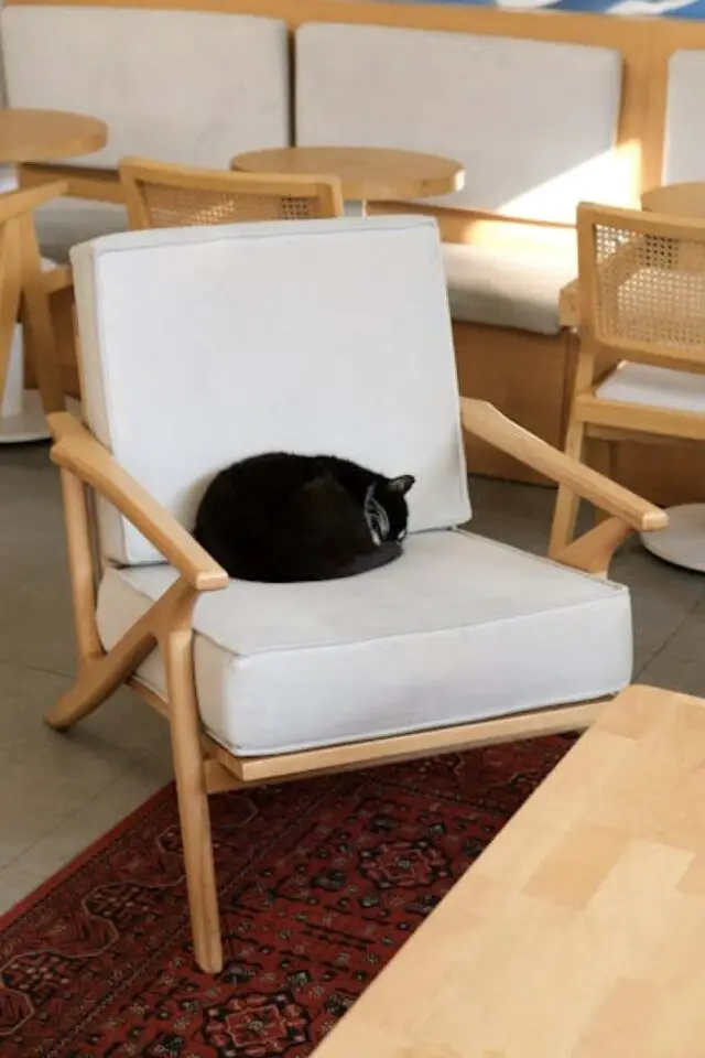 poil de chat nettoyage canapé fauteuil tapis aspirateur efficace conseils 