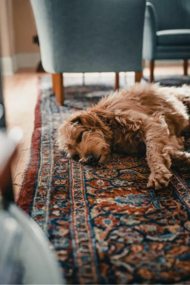 poil de chien nettoyage canapé tapis fauteuil salon modèle d'aspirateur efficace conseils 