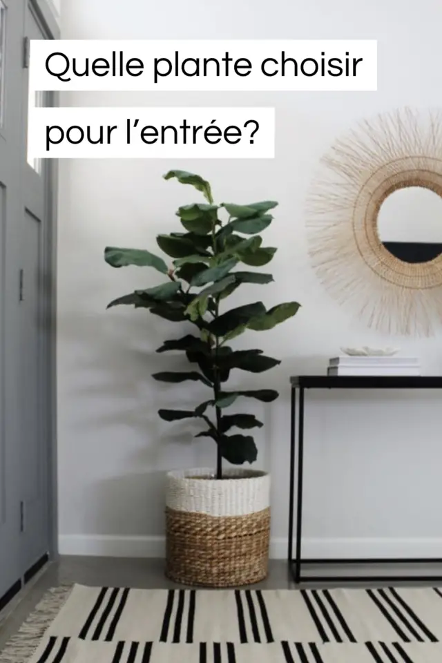 guide déco entrée bien choisir plante verte guide déco entrée bien choisir plante verte