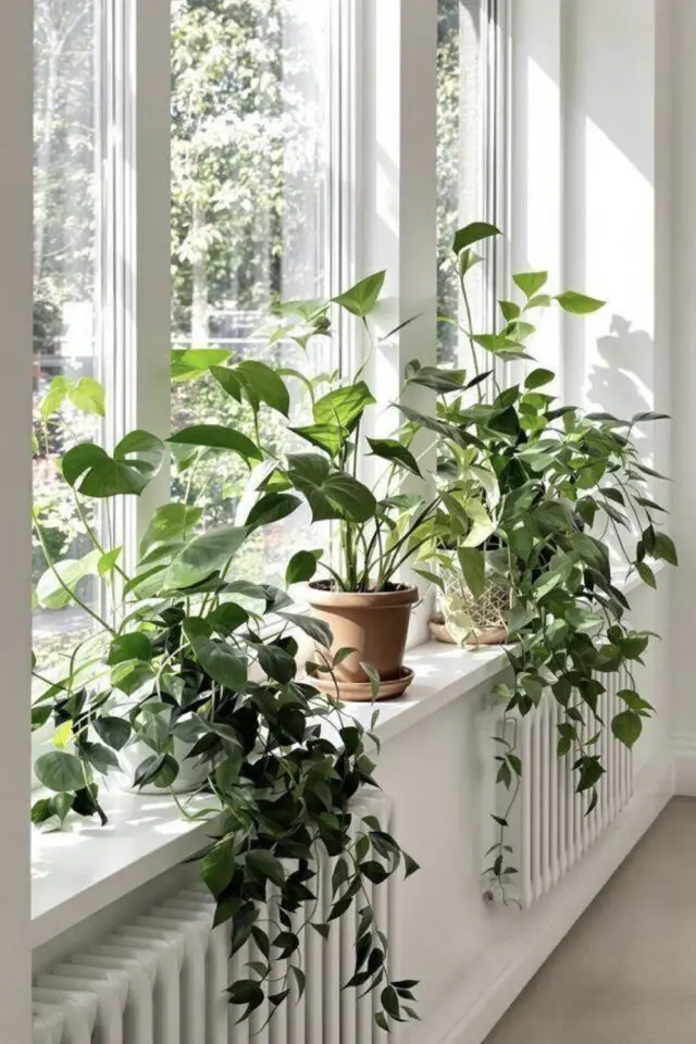 plante bien être hiver décoration intérieure rebord de fenêtre dessus radiateur 