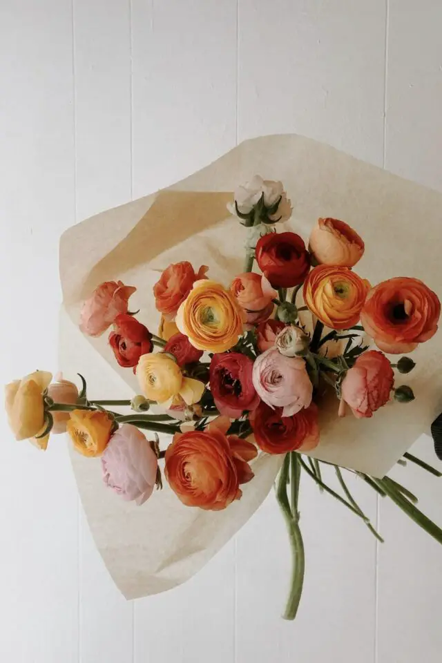 fleur de saison février Saint Valentin Renoncules symbole fun fact 