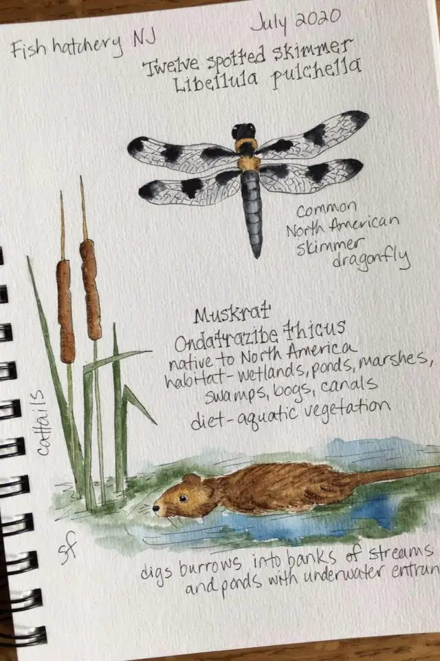 journal nature idée aquarelle carnet à spirale dessin animaux végétation et insecte quelques notes 