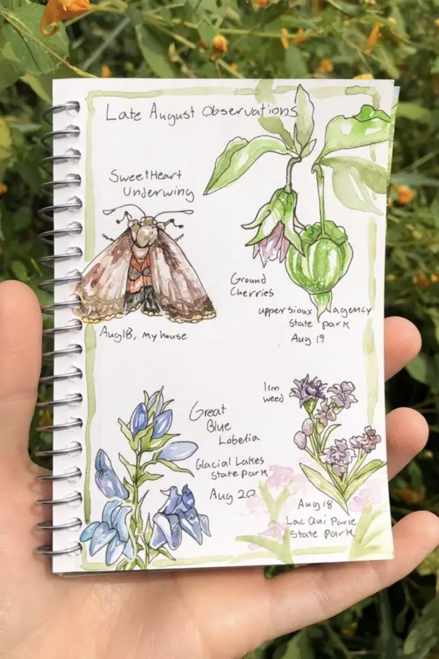 loisir créatif journal nature plantes et insecte illustration aquarelle avec quelques notes 