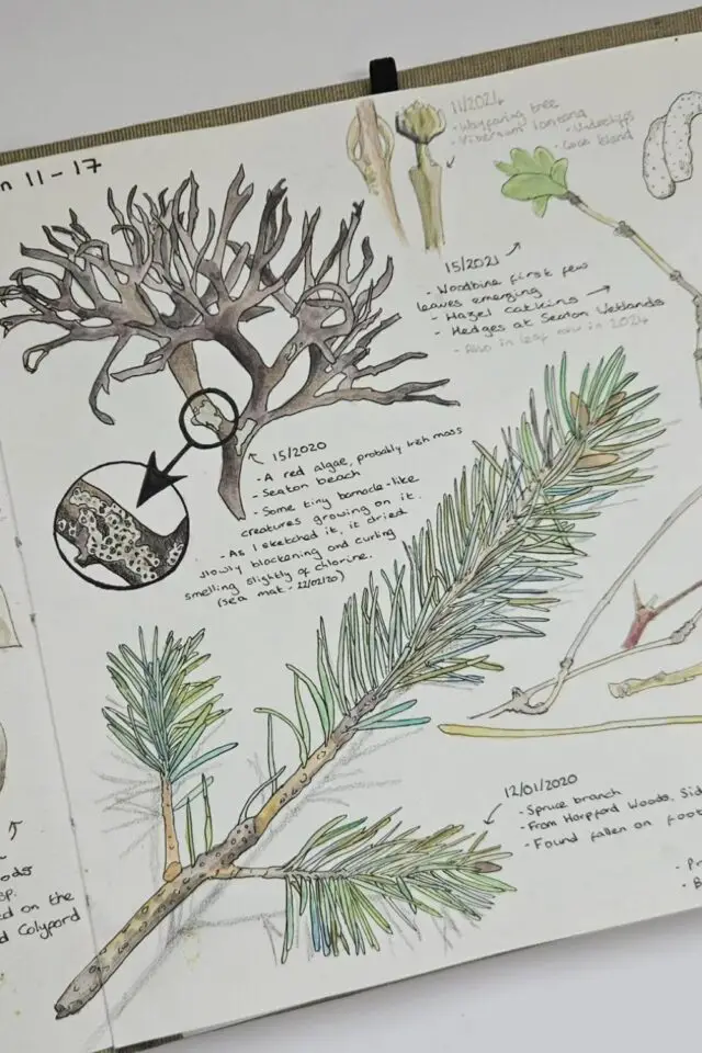 loisir créatif journal nature exemple à copier activité adulte dessin croquis aquarelle 