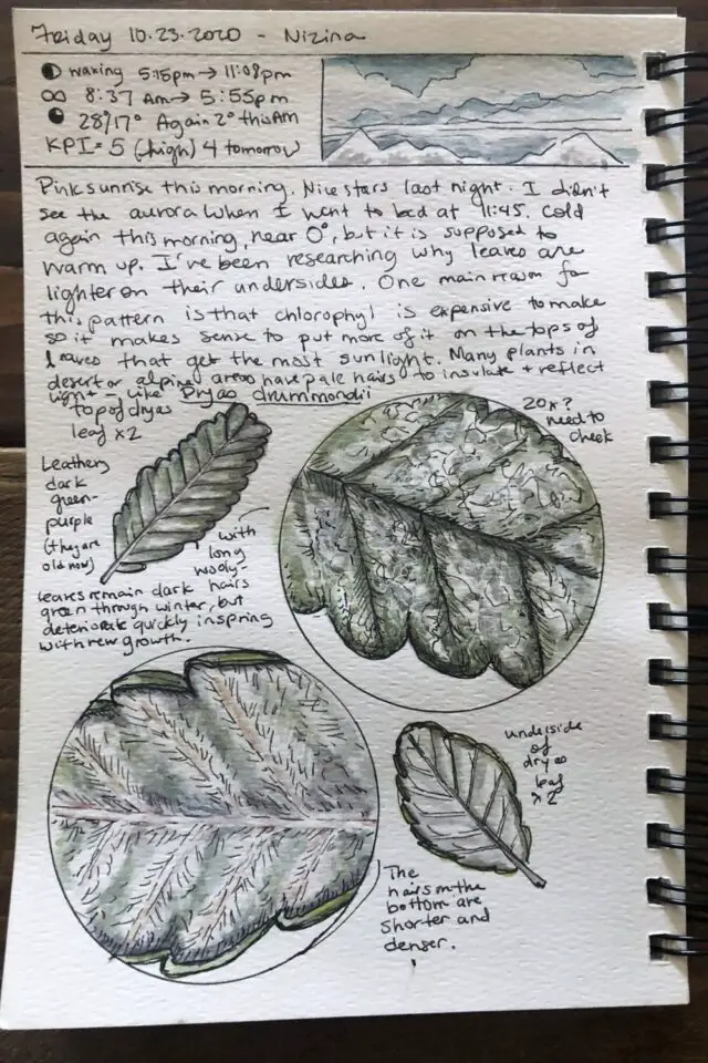 journal nature exemple observation notes et croquis feuillage plante météo 