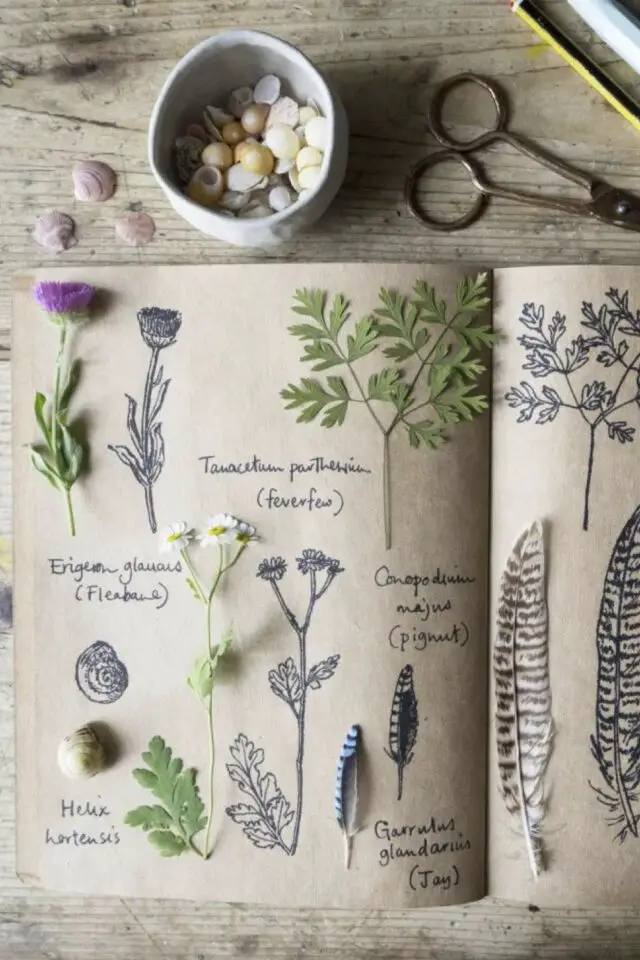 différence journal nature et herbier journaling dessin observation plantes animaux différence journal nature et herbier journaling dessin observation plantes animaux