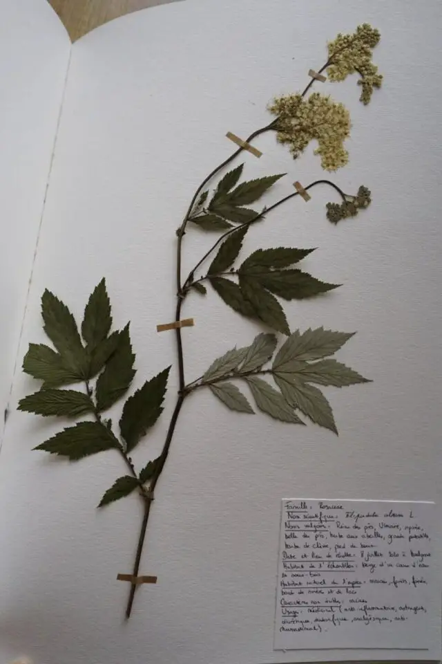 exemple herbier fait maison plante séchée et petites annotation dans un carnet activité manuelle adulte exemple herbier fait maison plante séchée et petites annotation dans un carnet activité manuelle adulte