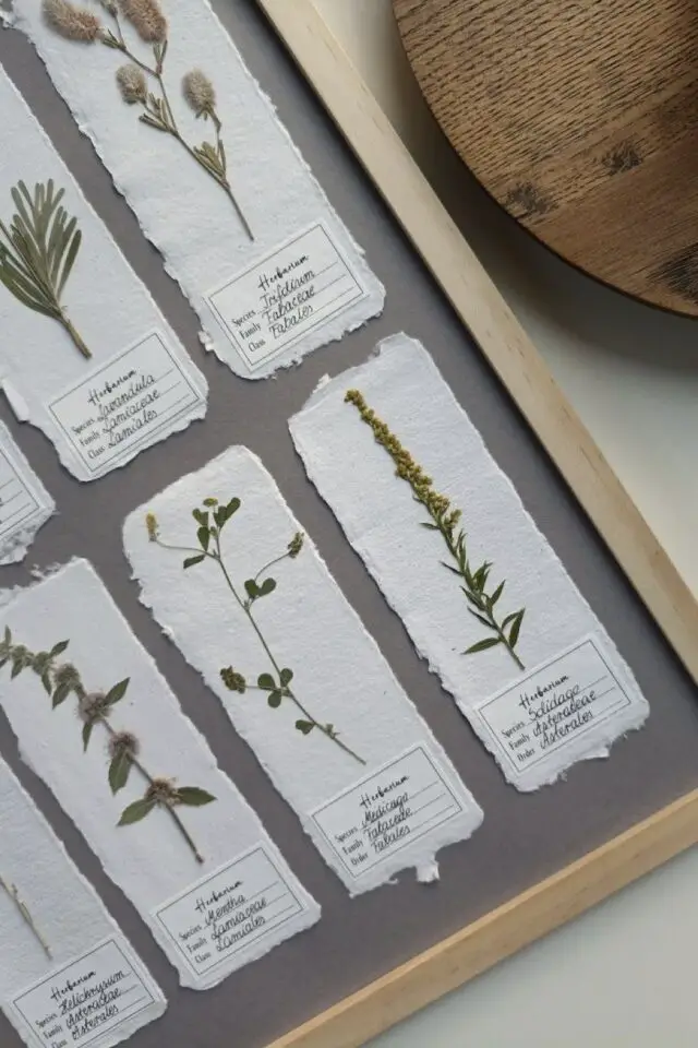 herbier encadré morceau de papier artisanal épais petites plantes séchées et pressée étiquettes format XS herbier encadré morceau de papier artisanal épais petites plantes séchées et pressée étiquettes format XS