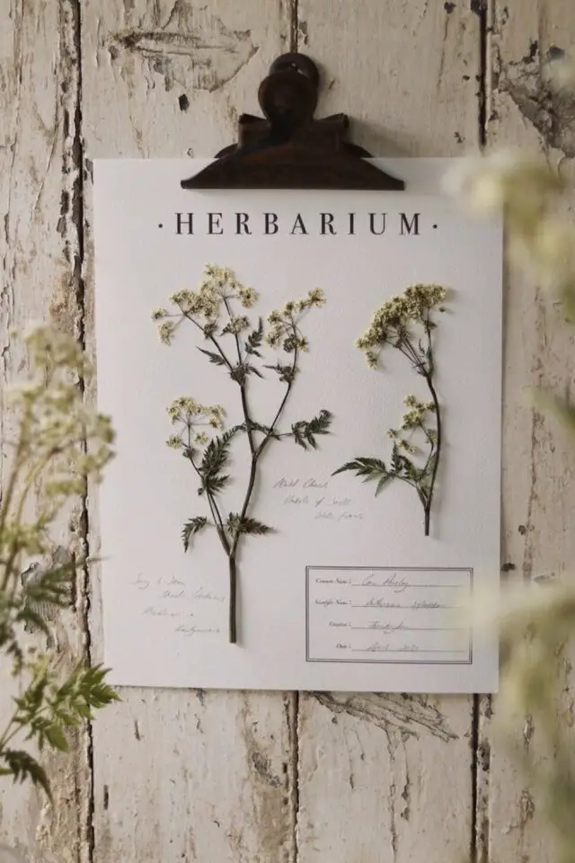page d'herbier à copier fleur séchée et pressée quelques remarques notées et encadrées simple et minimaliste page d'herbier à copier fleur séchée et pressée quelques remarques notées et encadrées simple et minimaliste