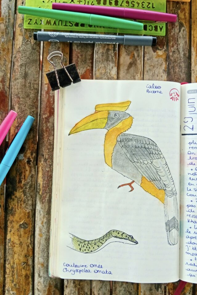 illustration aquarelle journal de voyage 6 dessin calao bicorne et serpent séjour au Cambodge Siem Reap